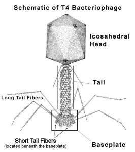 Batteriofago