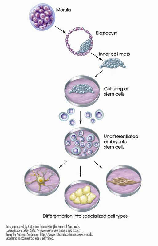 Differenziazione delle cellule