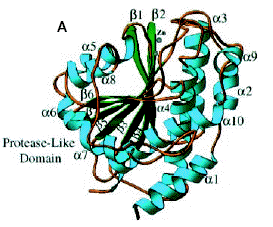 protease