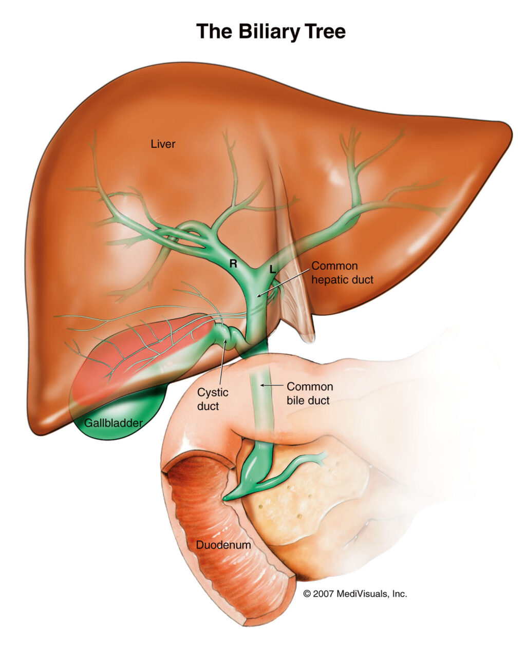 liver