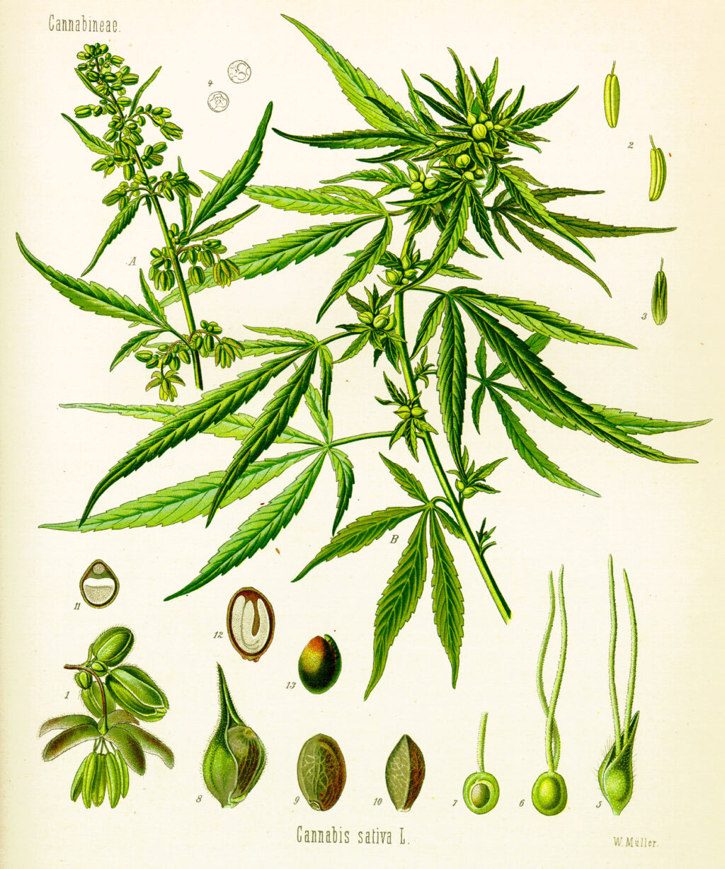 CANNABIS