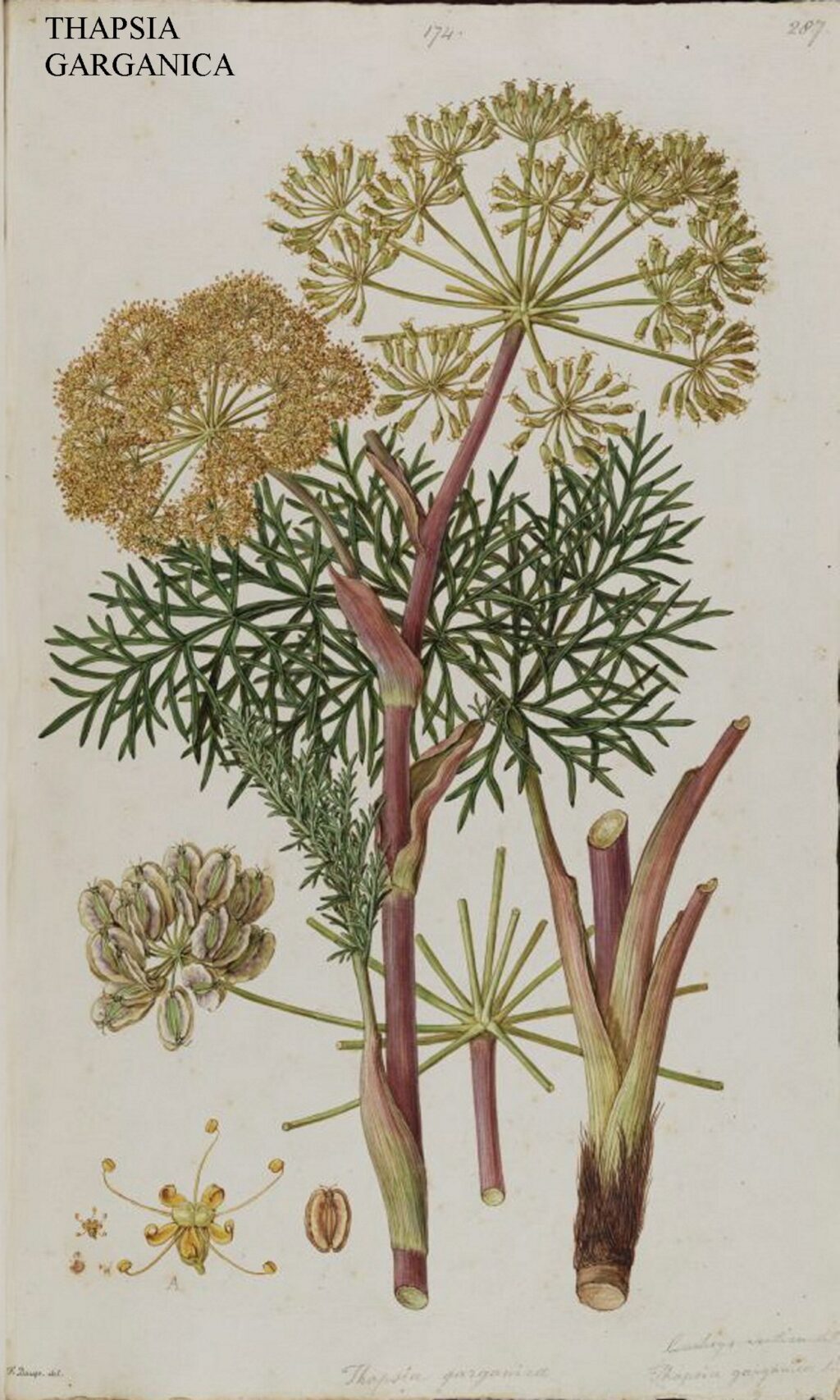 Thapsia_garganica_(Bauer)